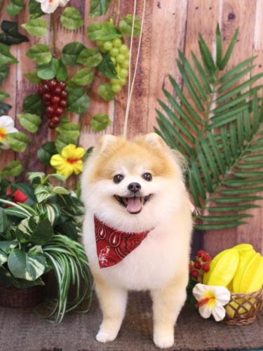 20230812モコくん